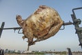 Whole lamb meat cooking on spit roast over barbecue