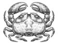 Whole large Crab with claws. Crustacean aquatic animal in vintage engraving style. Seafood sketch illustration Royalty Free Stock Photo