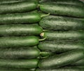 Whole large dark green cucumbers arranged in box, displayed on food market, view from above