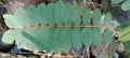 whole leaves of Ringworm Cassia plant (Senna alata)1