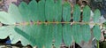 whole leaves of Ringworm Cassia plant (Senna alata)