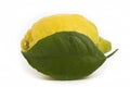 Whole lemon leaf with drops