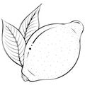 Whole lemon with leaves line art Royalty Free Stock Photo