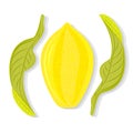 Whole lemon with leaves vector