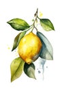 Whole lemon with leaves on white background.
