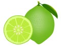 Whole lime and half isolated on white background. Royalty Free Stock Photo
