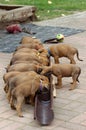 A litter of Rhodesian Ridgeback puppies is feeded together