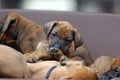 A whole litter of Rhodesian Ridgeback hound puppies lying in their dogbed and snuggle together Royalty Free Stock Photo