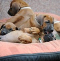 A whole litter of Rhodesian Ridgeback hound puppies lying in their dogbed and snuggle together