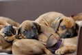 A whole litter of Rhodesian Ridgeback hound puppies lying in their dogbed and snuggle together