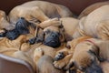 a whole litter of Rhodesian Ridgeback puppies playing outside in their dogbed Royalty Free Stock Photo