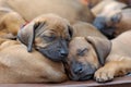 a whole litter of Rhodesian Ridgeback puppies sleeping outside in their dogbed