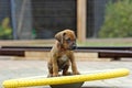 a whole litter of Rhodesian Ridgeback puppy playing outside in the yard. Puppy on wakeboard Royalty Free Stock Photo