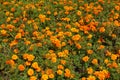 Whole lot of orange flower heads of Tagetes patula in mid July Royalty Free Stock Photo