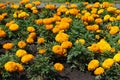 Whole lot of orange flowers of Tagetes erecta in July Royalty Free Stock Photo