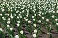 Whole lot of white flowers of tulips in April Royalty Free Stock Photo