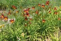 Whole lot of red and yellow flowers of daylilies Royalty Free Stock Photo