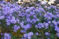 Whole lot of violet flowers of Michaelmas daisies Royalty Free Stock Photo
