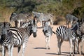 A Dazzle of Zebra