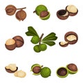 Whole Macadamia Nut and with Cracked Shell Vector Set Royalty Free Stock Photo