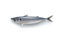 Whole mackerel fish on white background. Royalty Free Stock Photo