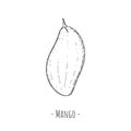 Whole mango. Vector cartoon illustration. Isolated object on white