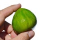 Whole mature fig fruit ficus carica held in adult man left hand on white background