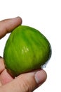 Whole mature fig fruit ficus carica held in adult man left hand on white background Royalty Free Stock Photo