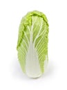 Whole napa cabbage standing upright on a white background