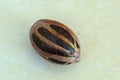 Whole Nutmeg With Mace On Royalty Free Stock Photo