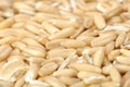 Whole Oats Close-up