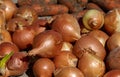 Whole onion in brown husk