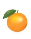 Whole orange fruit vector