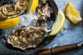Whole oyters in slate table with ice and lemon Royalty Free Stock Photo