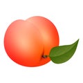 Whole peach icon, cartoon style