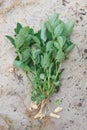 Whole peanut plant on sandy soil background Royalty Free Stock Photo