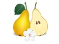 Whole pear with leaves, half with seeds and flower, isolated on white.