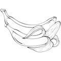 Whole and peeled bananas line art Royalty Free Stock Photo