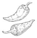 Whole pepper chilli. Vintage engraving black illustration.