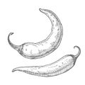 Whole pepper chilli. Vintage hatching black illustration