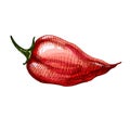 Whole pepper habanero. Vector vintage hatching color illustration.