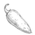 Whole pepper jalapeno. Vintage hatching vector black illustration