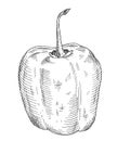 Whole pepper rocoto. Vintage hatching gray monochrome illustration