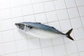 Whole picture of fresh mackerel Royalty Free Stock Photo