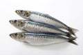 Whole picture of fresh sardines Royalty Free Stock Photo