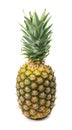 Whole Pineapple Isolated, Whole Ananas, Comosus Tropical Fruit, Ripe Pine Apple on White Royalty Free Stock Photo