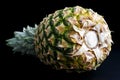 Whole pineapple isolated lying down. Royalty Free Stock Photo