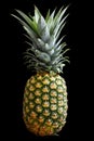 Whole pineapple isolated standing. Royalty Free Stock Photo