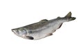 Whole pink salmon fish isolated on white background without shadow Royalty Free Stock Photo