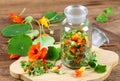 Making tincture from Tropaeolum majus, also called garden nasturtium or Indian cress